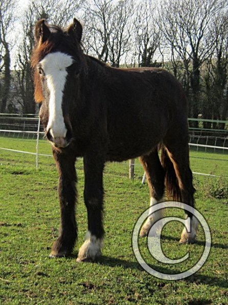 Teddy Super Playful (5)