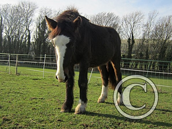 Teddy Super Playful (6)