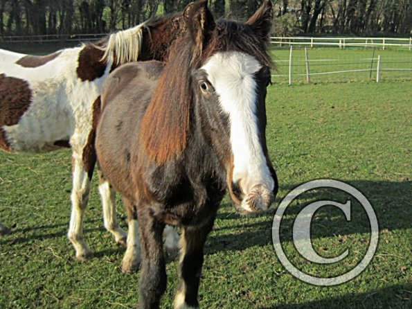 Teddy Super Playful (7)