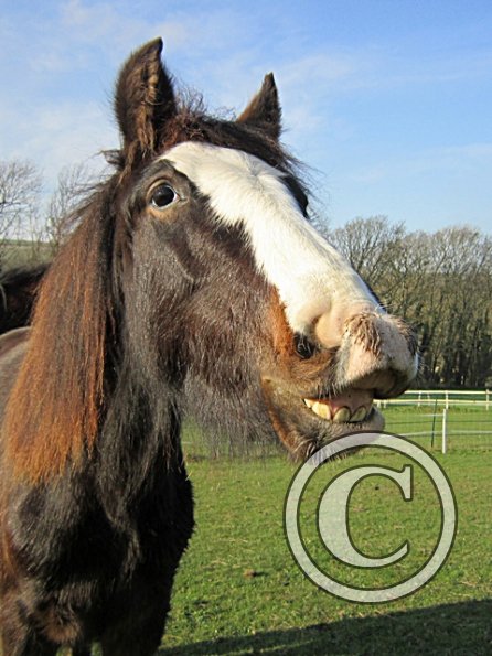 Teddy Super Playful (9)