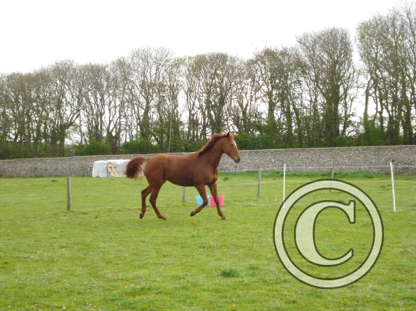 Playing in the paddock
