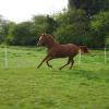 Playing in the paddock