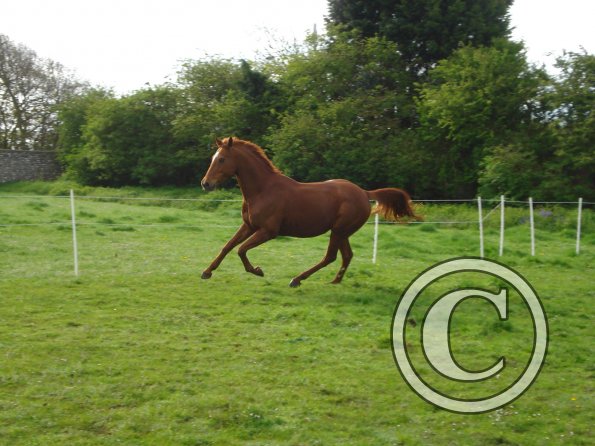 Playing in the paddock