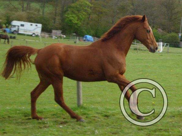 Playing in the paddock