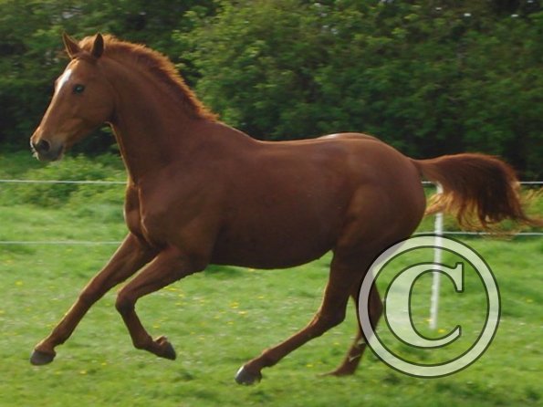 Playing in the paddock