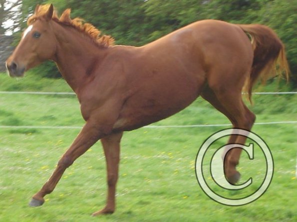 Playing in the paddock