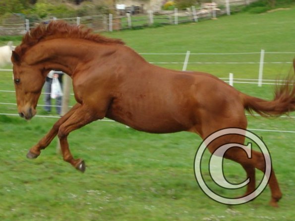 Playing in the paddock