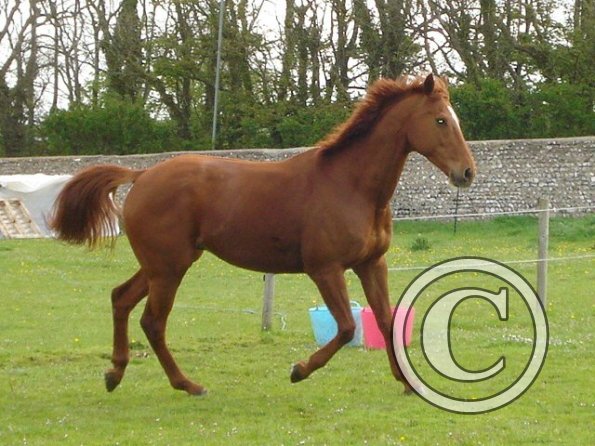 Playing in the paddock