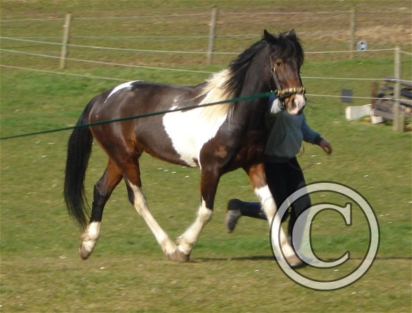 Tiff trotting in hand 2