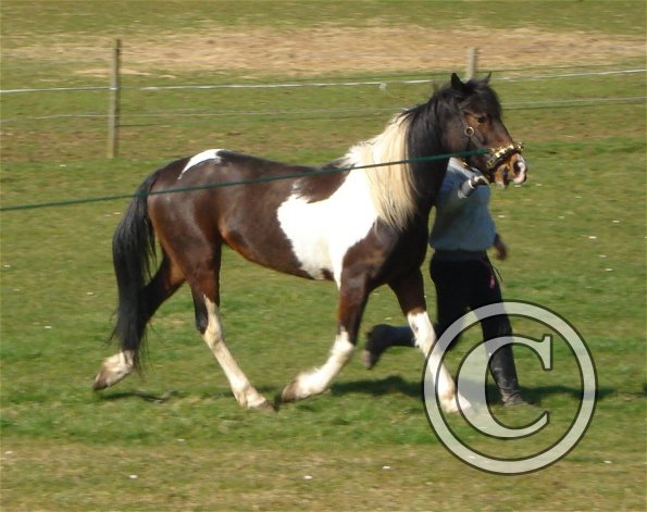 Tiff trotting in hand