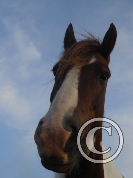 Lancelot perspective 2.jpg