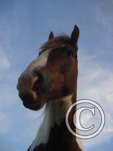 Lancelot perspective 3.jpg