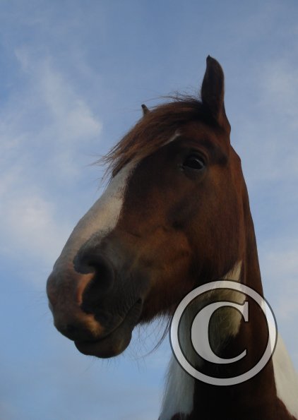 Lancelot perspective.jpg