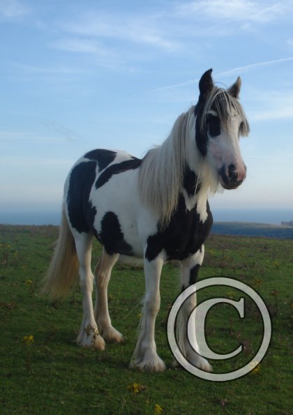 Poppet landscape 2.jpg