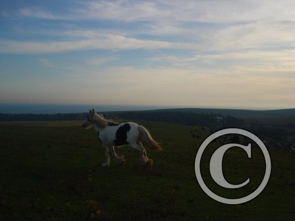 Poppet landscape.jpg