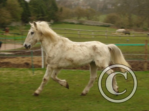 Trotting in the sunshine