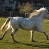 Canter in the sunshine