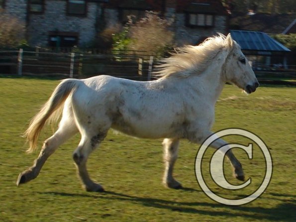 Canter in the sunshine