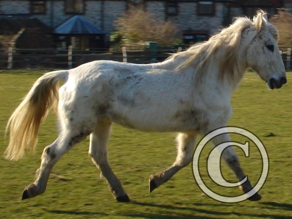 Trotting in the sunshine