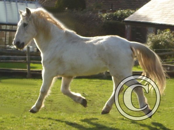 Trotting in the sunshine