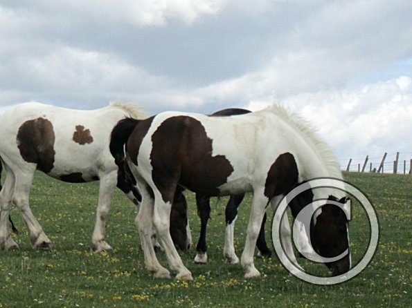 Excited herd (14) - Copy