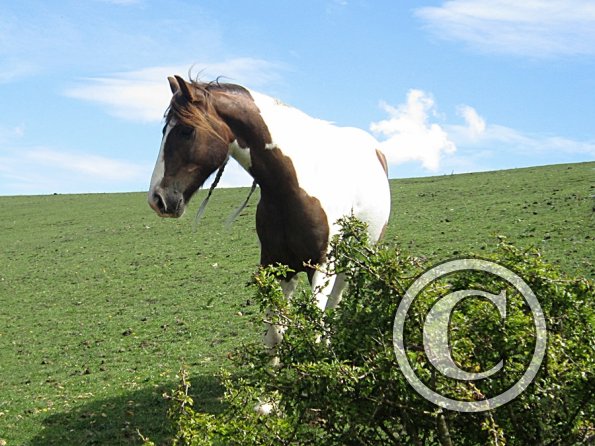 Lancelot (10) - Copy