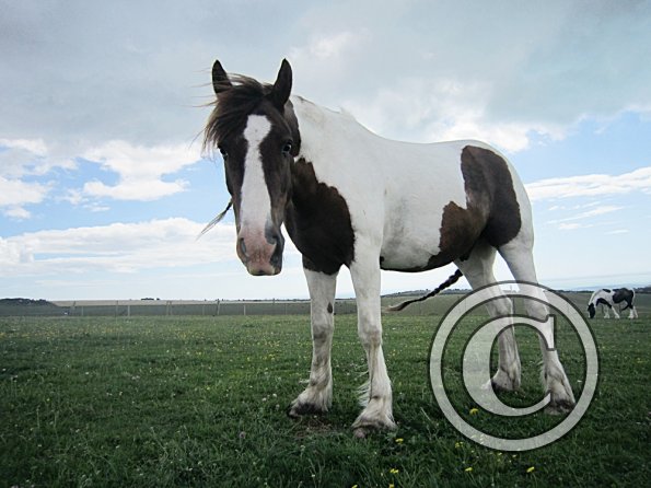 Lancelot (13) - Copy