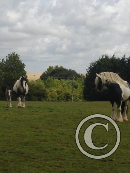 Introducing Mali and Missy