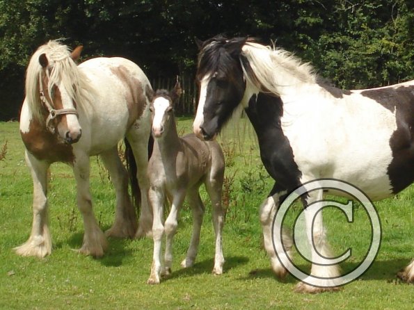 Magic Missy and Malibu