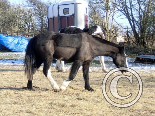 Enjoying the sun (3)