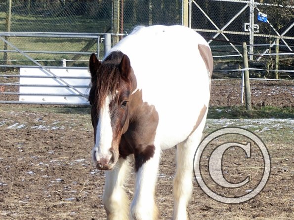 Enjoying the sun (4)
