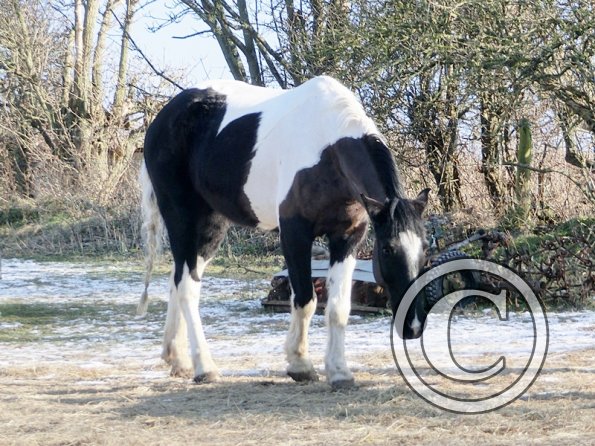 Enjoying the sun (5)