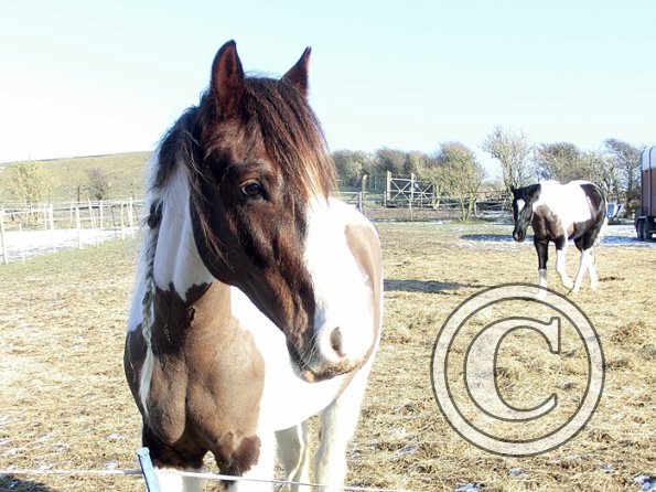 Enjoying the sun (6)