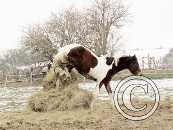 Ghost natural born eventer