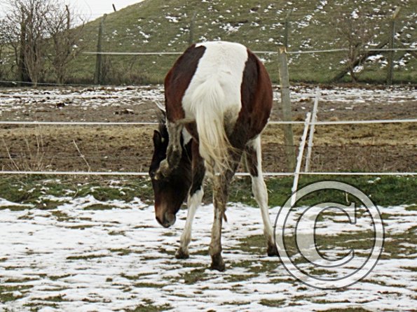 Ghost on three legs (2)