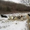 Gypsy herd in the snow (2)