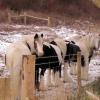 Gypsy herd in the snow