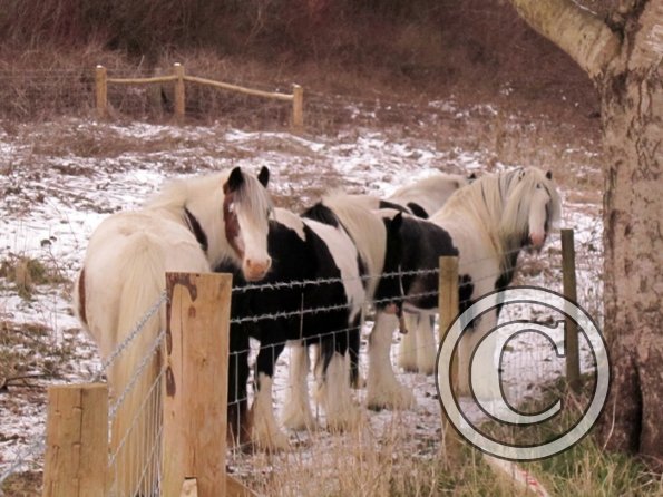 Gypsy herd in the snow