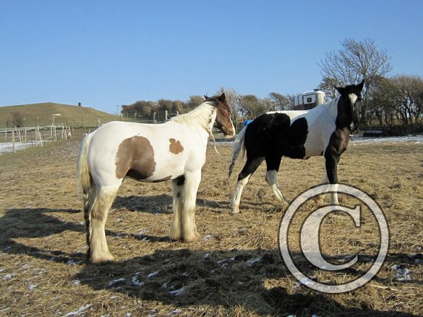 JD and Lance playing (2)