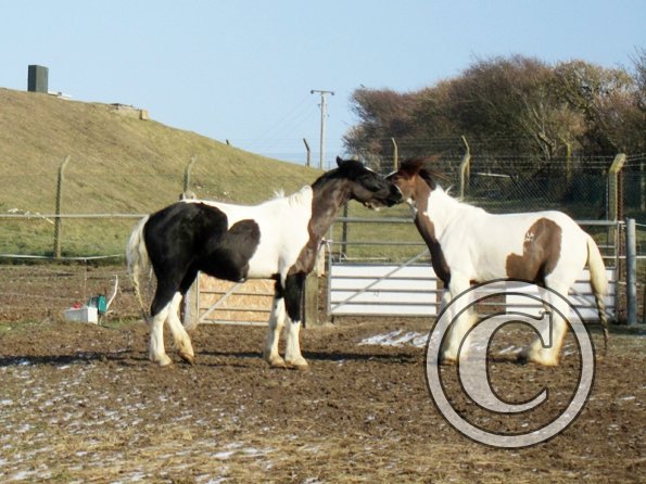 JD and Lance playing