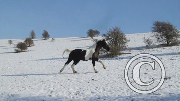 JD widescreen canter