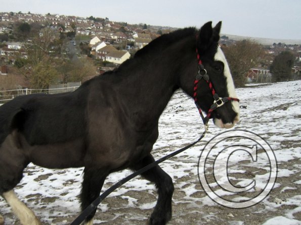 Jessie in the snow (2)