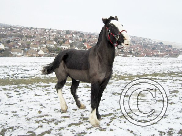 Jessie in the snow (3)