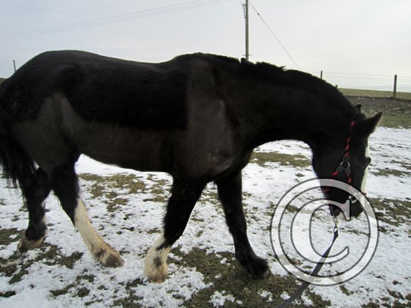 Jessie in the snow (4)