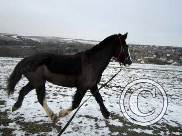 Jessie in the snow (5)
