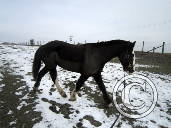 Jessie in the snow (6)