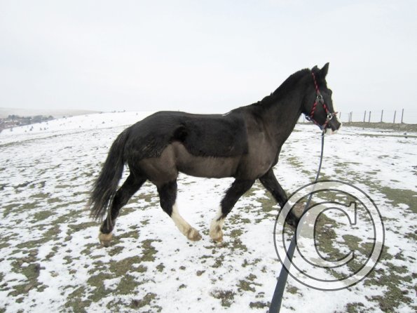 Jessie in the snow (7)