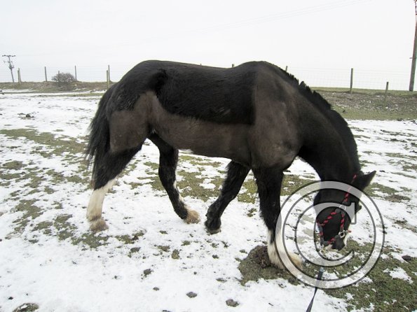 Jessie in the snow (9)