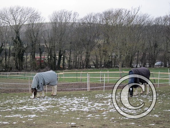 Lance and JD grazing