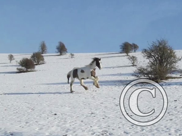 Lance canter back (2)